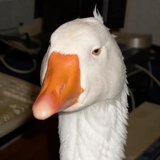 老白